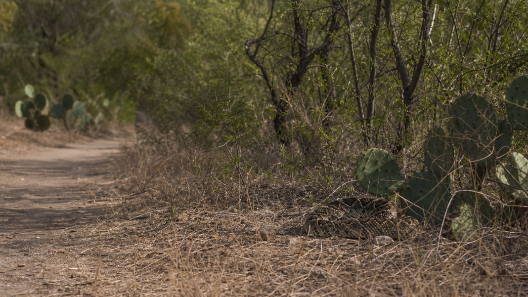 How to Recognize Texasâ€™ Venomous Snakes Without Getting Too Close