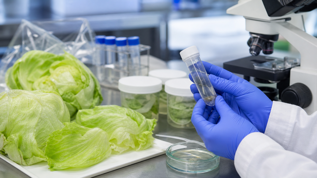 Fresh iceberg lettuce beside a laboratory sample tray used to test for foodborne parasites