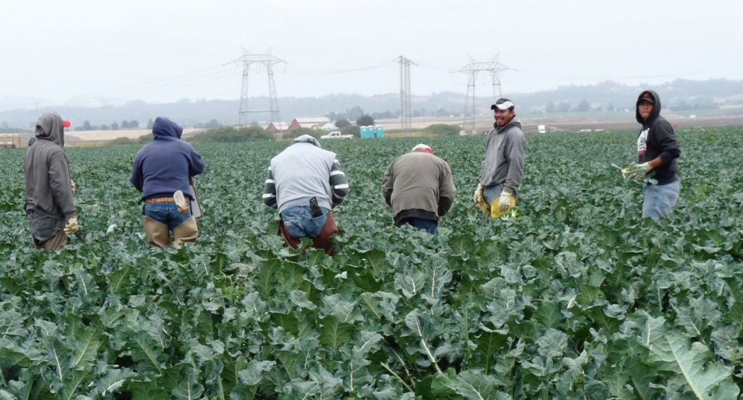 Farm workers harvesting cauliflower in California's Salinas Valley