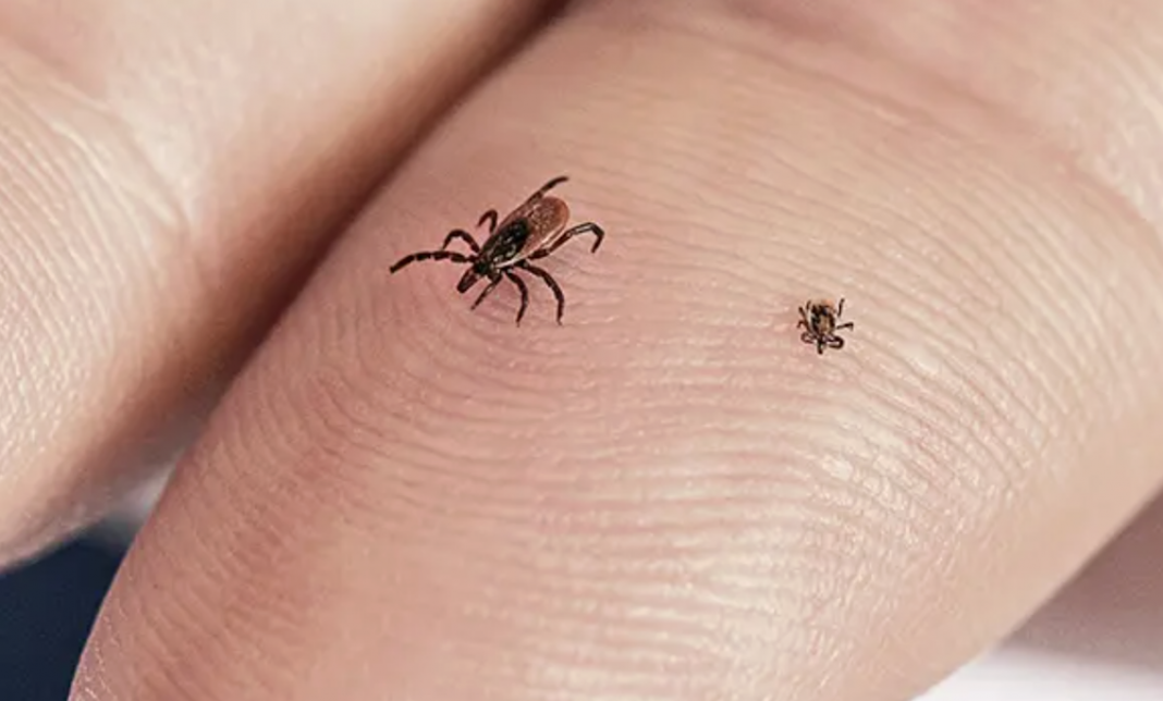 An adult deer tick and a smaller nymph on an adult finger
