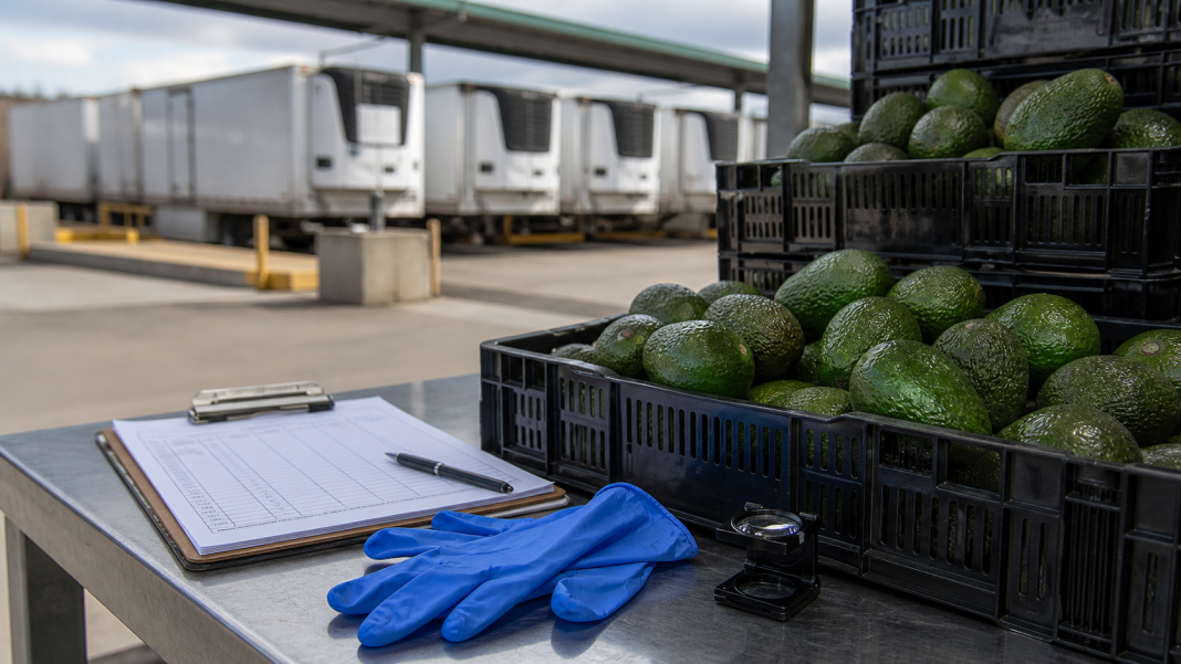 Crates of avocados sit beside inspection tools at a refrigerated produce facility.