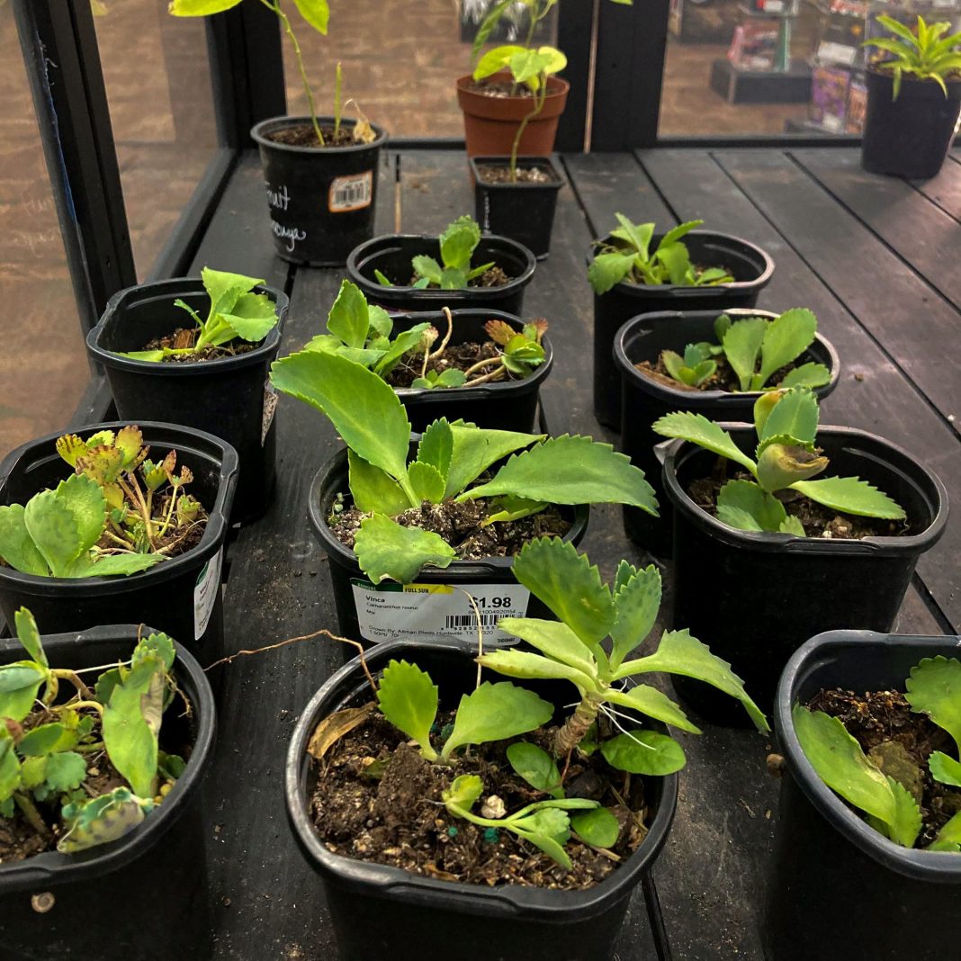 Brownsville Public Library Plant Exchange Is Blooming