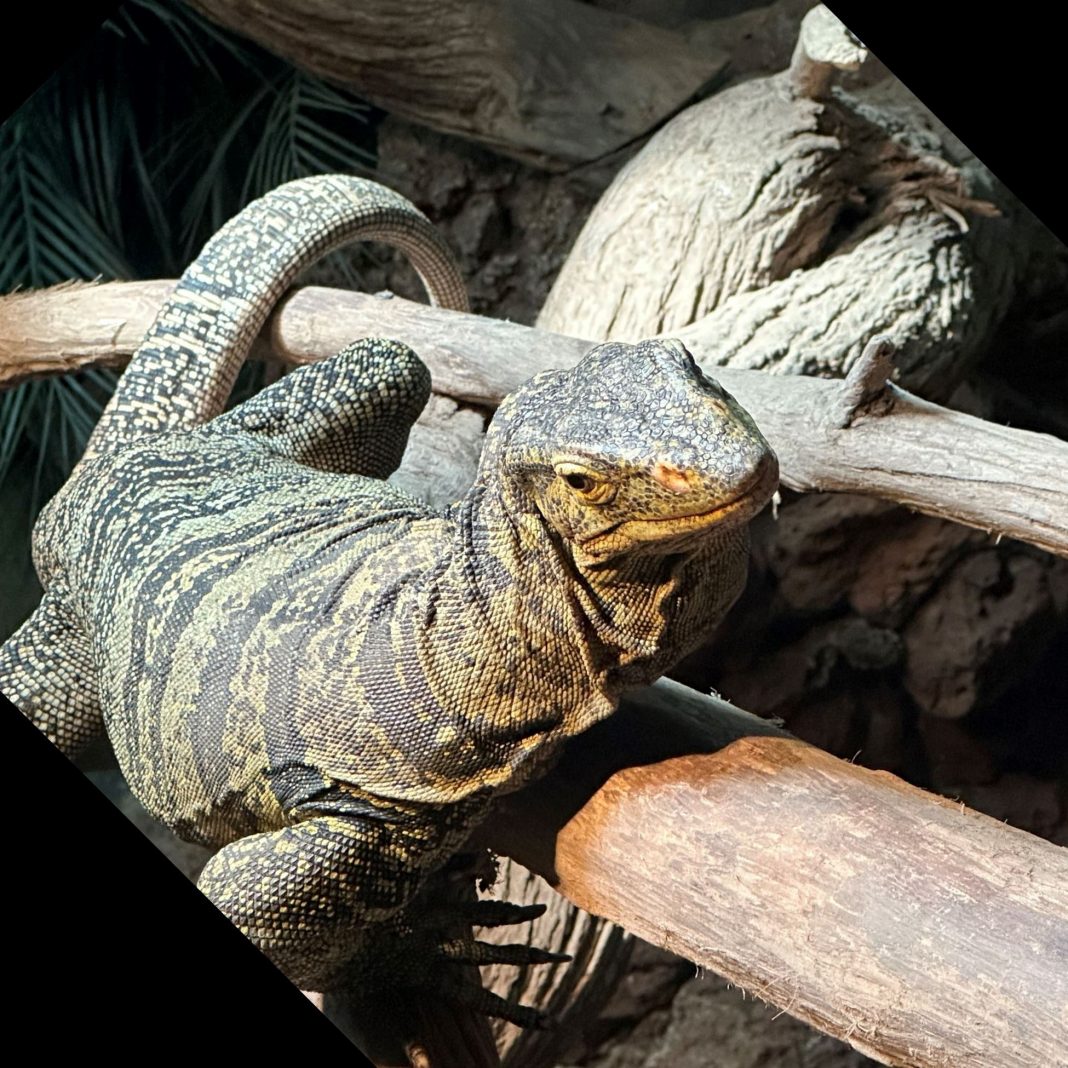 Gladys Porter Zoo Announces $2 Admission for Brownsville Discount Days