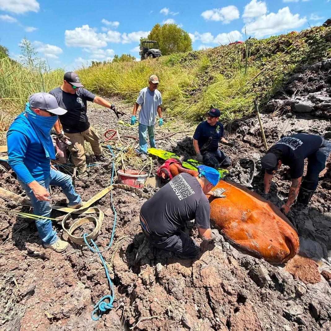 Brownsville Firefighters Rescue Cow Trapped Neck-Deep in Mud