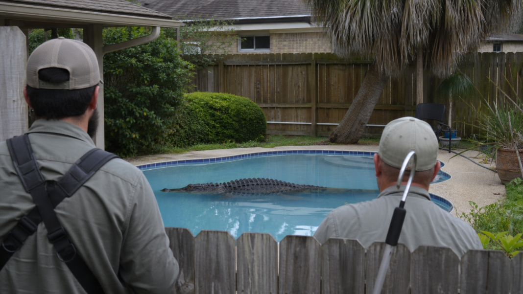 Wildlife professionals responding to an alligator in a residential swimming pool